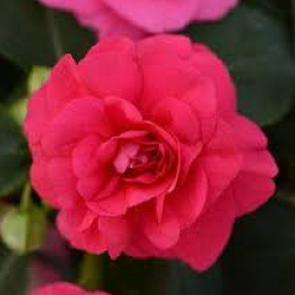 Dbl. Fiesta Bonita Rose